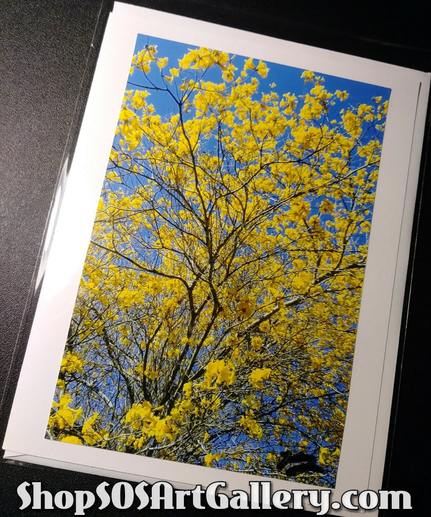 PHOTO CARDS: Limited Edition Orlando Photo Cards by Kathryn McHenry