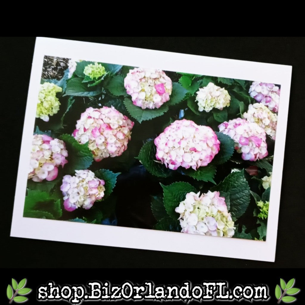 PHOTO CARDS: Limited Edition Orlando Photo Cards by Kathryn McHenry