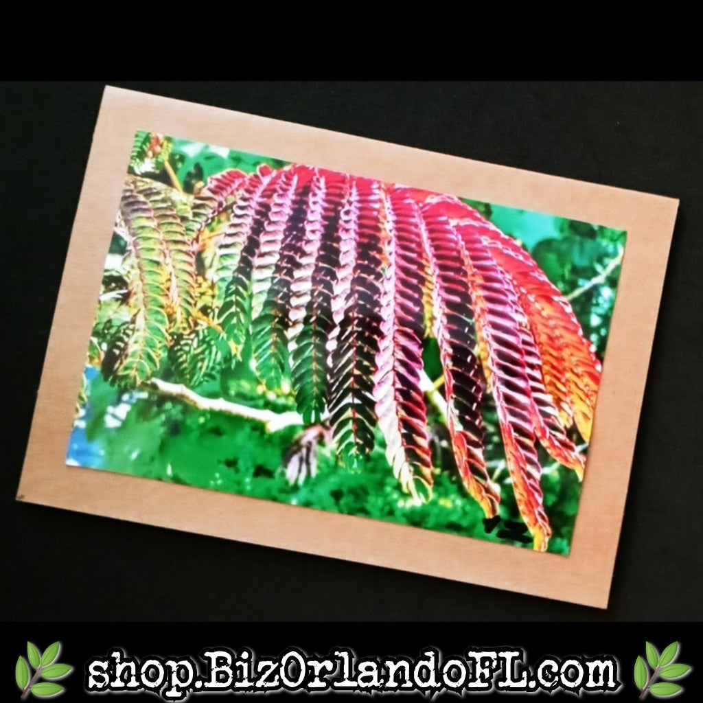 PHOTO CARDS: Limited Edition Orlando Photo Cards by Kathryn McHenry