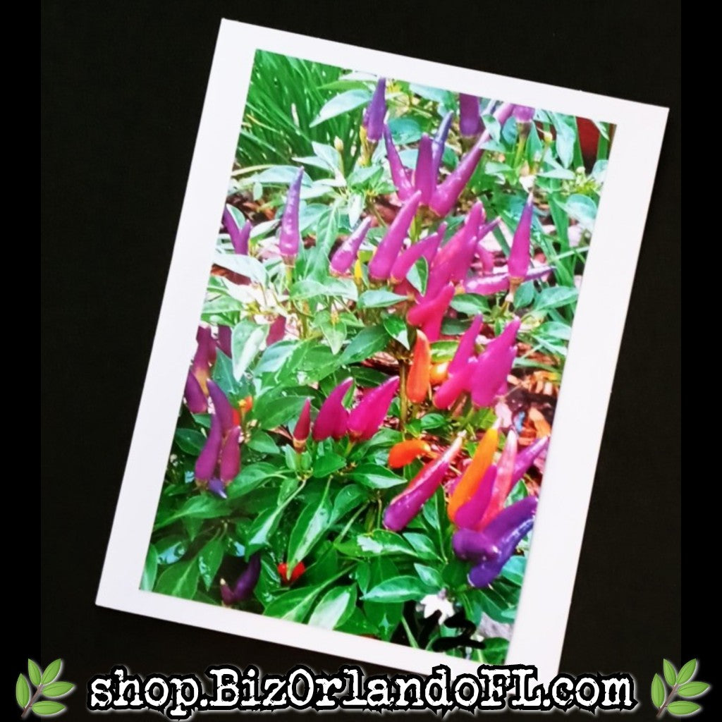 PHOTO CARDS: Limited Edition Orlando Photo Cards by Kathryn McHenry