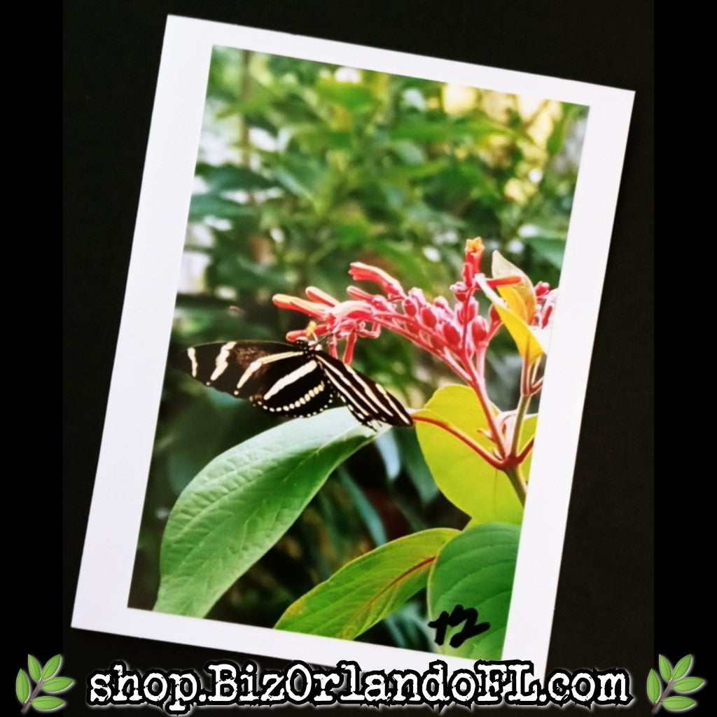 PHOTO CARDS: Limited Edition Zebra Butterfly Orlando Photo Cards by Kathryn McHenry