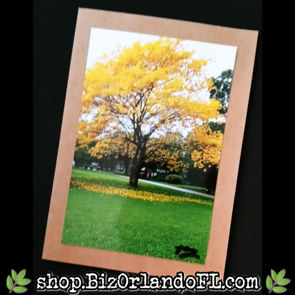 PHOTO CARDS: Limited Edition Orlando Photo Cards by Kathryn McHenry